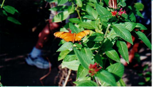 butterfly11.jpg
