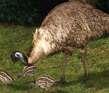 Emu
