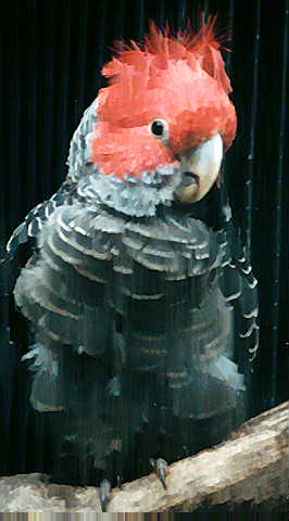 Ganggang Cockatoo