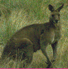 Grey Kangaroo