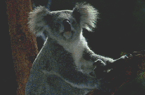 Koala