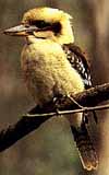 Kookaburra