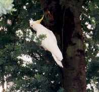 Sulfur-Crested Cockatoo