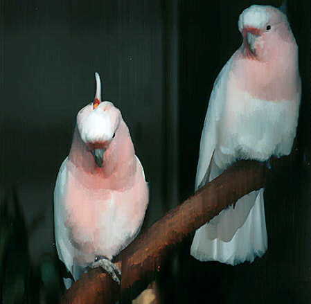 Major Mitchell's Cockatoo