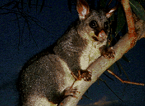 Possum