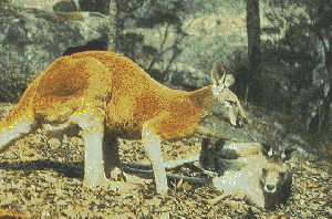 Red Kangaroo