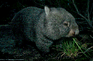 Wombat