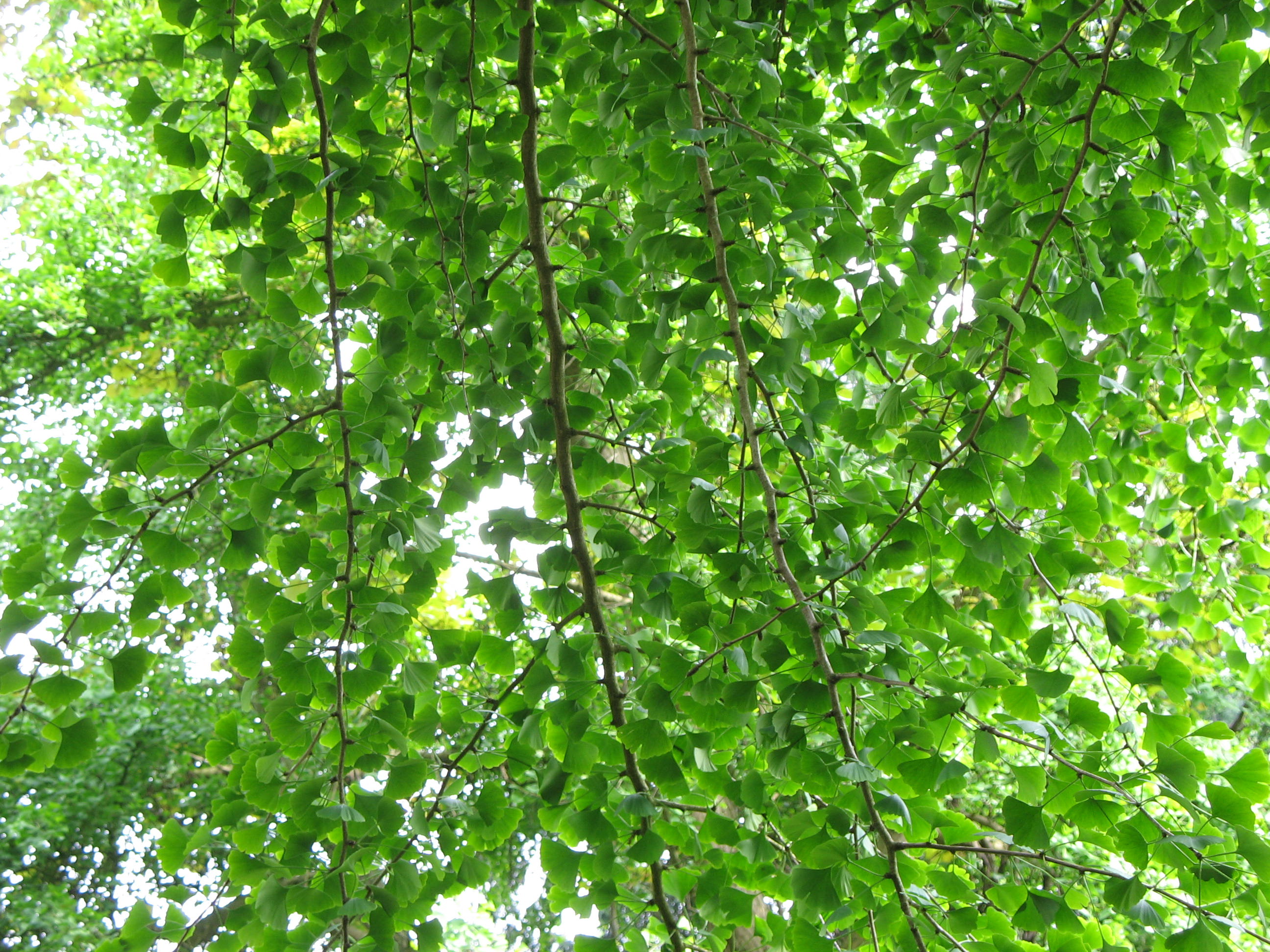 green leaves