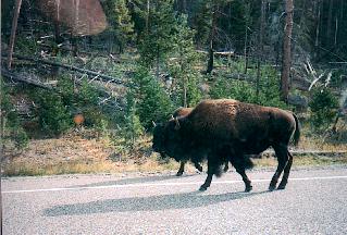 Bison, west entrance road