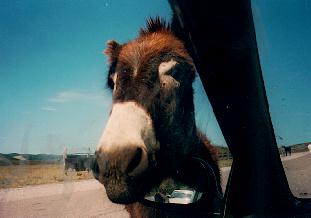 A friendly burro