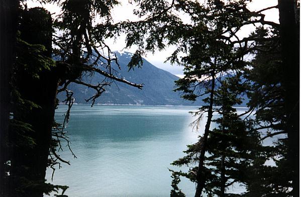 Chilkat Rain Forest