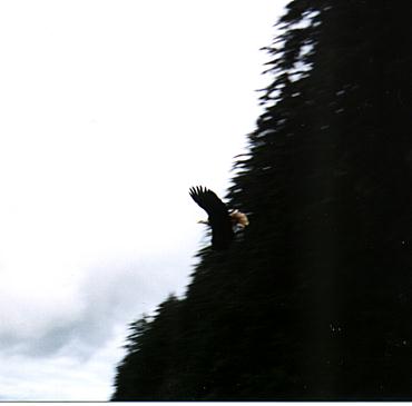 Eagle in flight