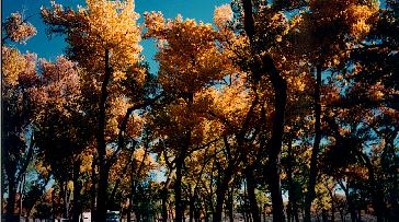 Fall Cottonwoods at the Canyon