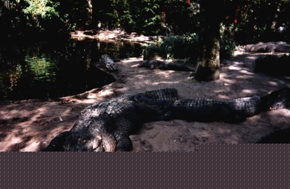 Alligators, Busch Gardens