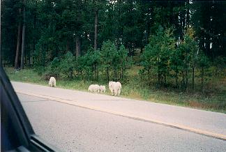 Mountain Goats