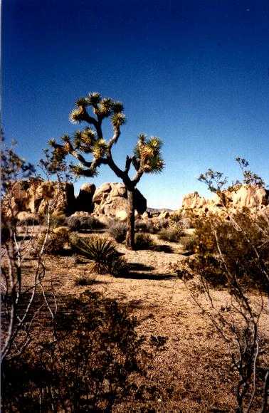 Joshua Tree National Monument