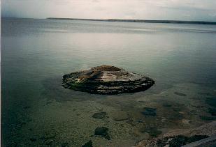 Lake Shore geyser- Yellowstone Lake