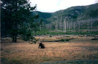 Lone elk, west entrance road
