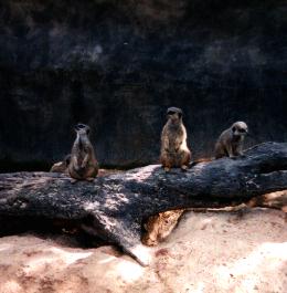 Meerkats, Busch Gardens