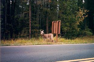 Mule Deer