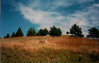 Pronghorn, Custer State Park