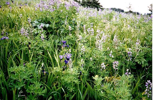 Wildflowers
