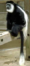 colobusmonkey.jpg (25009 bytes)