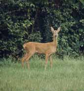 Courtesy of Roger Lambert-Aberdeen University-Roe Deer Research Group