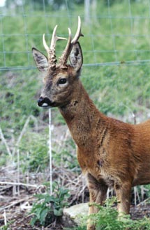 Courtesy of Roger Lambert-Aberdeen University-Roe Deer Research Group