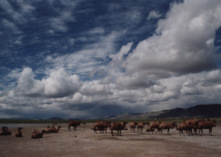 Camels by a seasonal lake