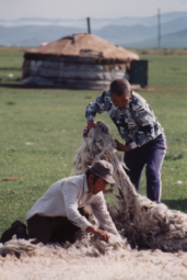 Nomads making the felt lining of a ger