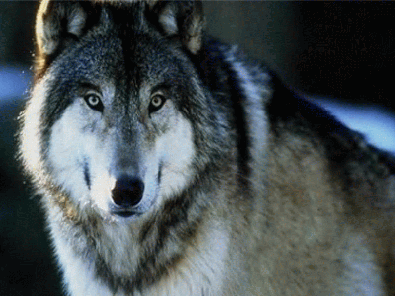Wolf, spirituele gids en leraar