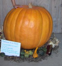 225 pound pumpkin