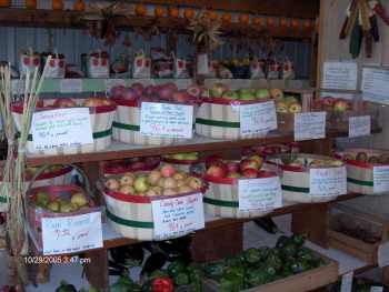 apples