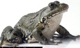 Big Frog