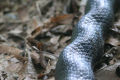 Black Rat Snake