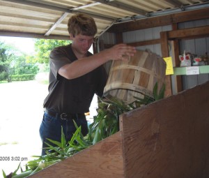 Corn picked Today