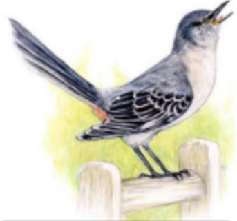 Mockingbird