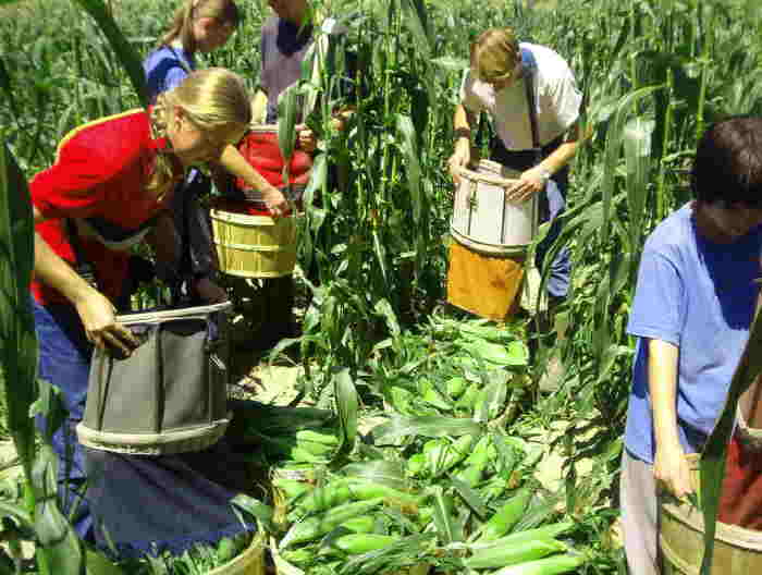 sweet Corn