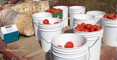 tomatoes on trailer