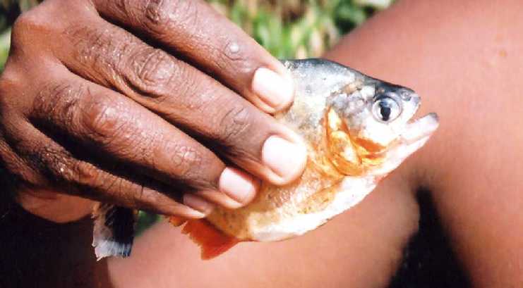 A baby piranha