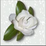 Steel Magnolia Logo 