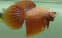 orangemale.jpg