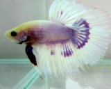 purplebfct.jpg