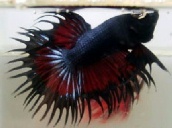 redblackct.jpg