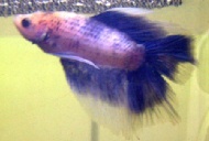 bluegrizzle1.jpg