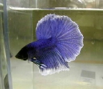 royalbluehm1.jpg