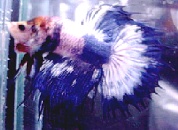 bluewhitemarblect.jpg