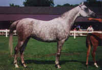 diamonds-a.jpg (18138 tavu(a))