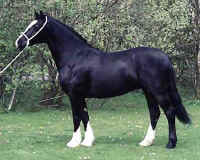 ds.jpg (46089 tavu(a))